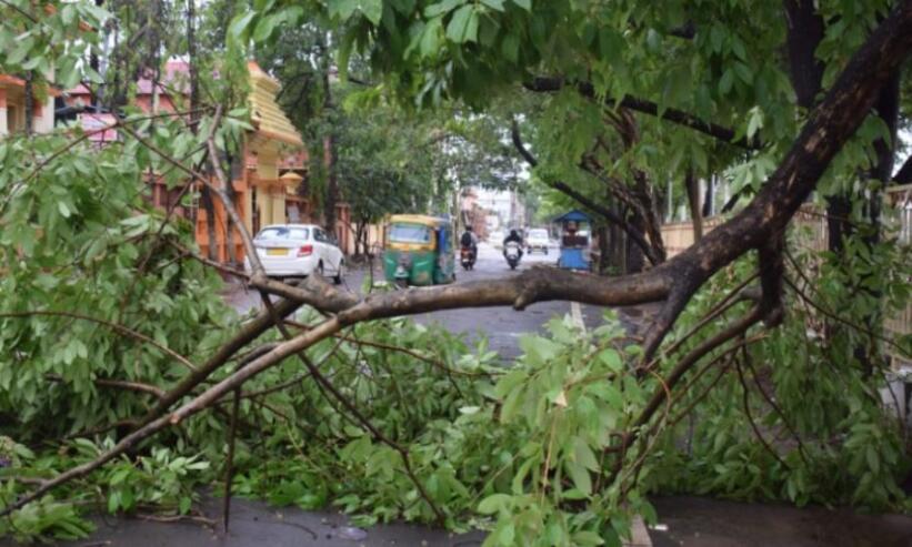 Tripura : Ruah leh thlipuiin chenna in 4,000 chuang tichhia