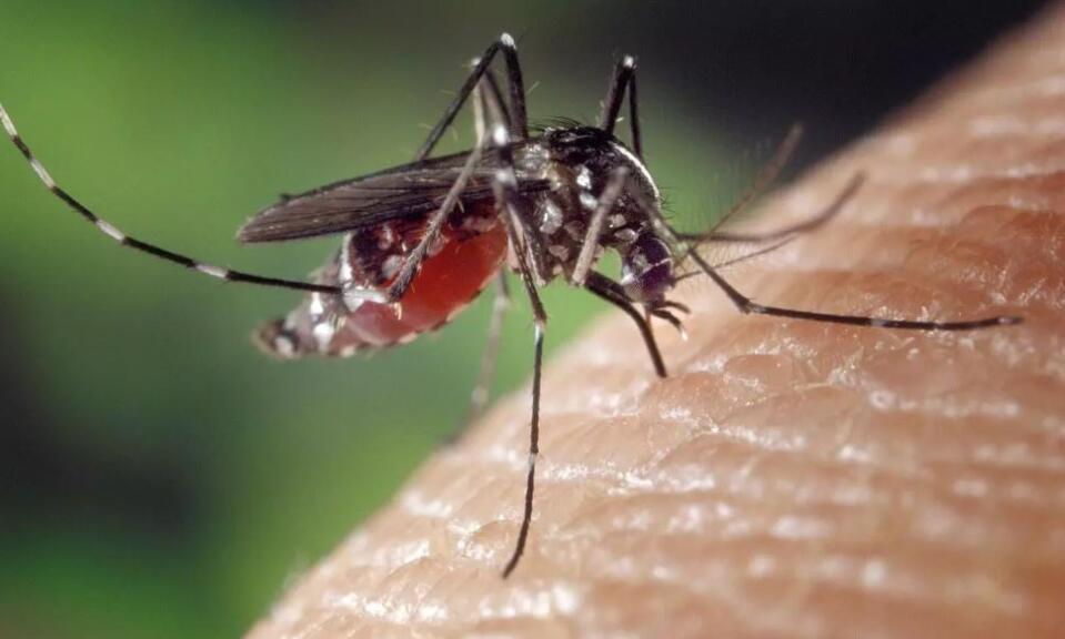 Assam : Japanese Encephalitis vangin mi 10 thi tawh