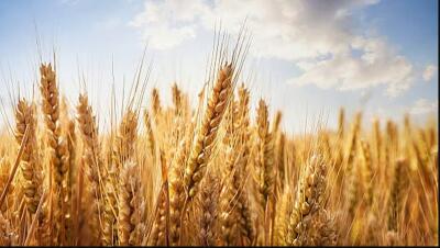 Madhya Pradesh sorkarin wheat leina man ti sang