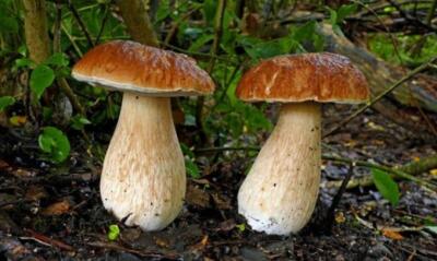 Assam : Pâ (wild mushroom) chungchangah thurawn tichhuak