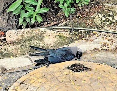 Chennai-ah bird flu a leng tih finfiah