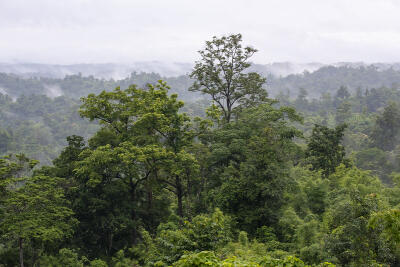 Mizoramah ramngaw sq.km 242-in a pung