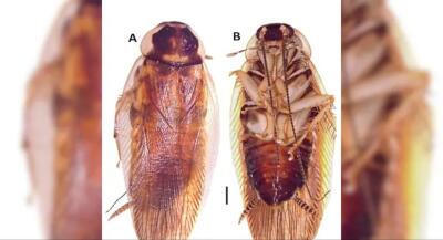 Maha-ah Modern DNA Tech hmangin Chukchu chi thar  hmuchhuak