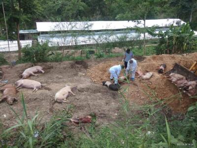 ASF vangin vawk 29,442 thi tawh