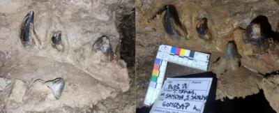 Meghalaya: Tolegre khuaa fossil rukbo a ni