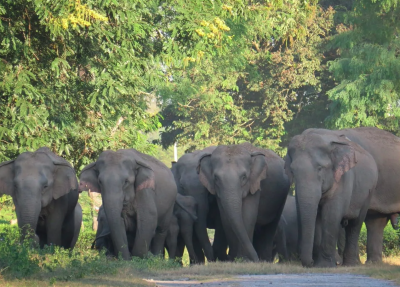 Assam-ah saiin mi 3 an chil hlum