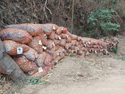 Sawhthing leina man hniam ber kg-1 Rs 30-35 ah bituk thar a ni