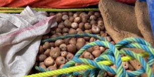 Myanmar aṭanga kuhva tawlhruk vangin thubuai 468 ziak lut, mi 292 man tawh