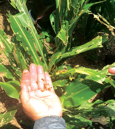 Mizoram chhunga khaw 261-ah Fall Armyworm hmuh a ni tawh