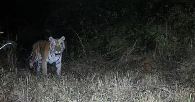 Arunachal Sanctuary-ah Royal Bengal Tiger hmu