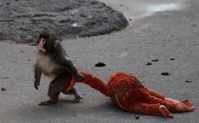 Khawvel lainat hlawh "Hnuchham zawngte Punch": IKEA plush toy sale a pun phah