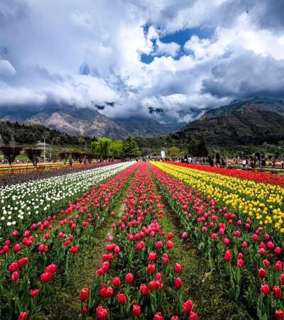Vawiinah Srinagar-ah Tulip Festival hawng dawn
