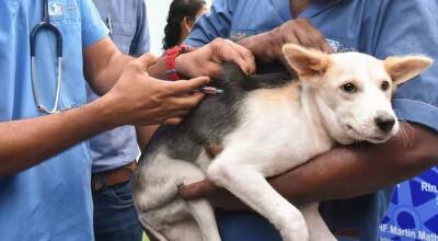 Manipur: Rabies vanga thi mi 7 awm tawh