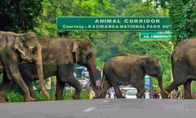 SC panel-in Kaziranga wildlife corridor-a thil siam ṭhiat turin Assam hrilh