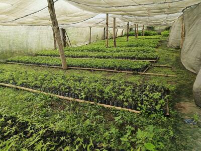 Mau chi kûi ṭiah buaipui tumna kan nei rih lo - Horticulture Minister