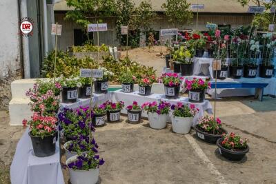Flower Exhibition cum Fair