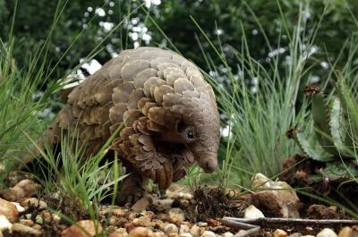 Khawvela mammal tawlhruk nasat ber Pangolin
