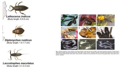 Upper Assam-ah rannung tur hlauhawm nei seh vangin mi 100 chuang enkawl