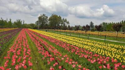 Srinagar Tulip Garden mi nuai 3 dawnin tlawh tawh