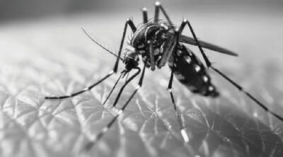 Arunachal :  Malaria vei awm lohna district 19 awm tawh