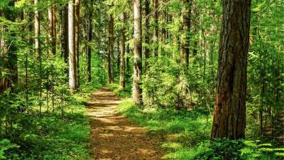 Four lane atan forest clearance la nei lo