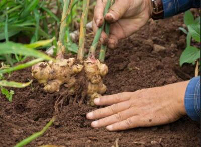 Sawhthing lei turin sorkar a inpeih - Agriculture Minister