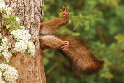 Nikon Comedy Wildlife Photography Awards 2024: Overall winner 'Stuck Squirrel'