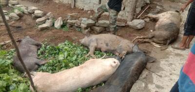 2024-ah ASF vangin vawk 38,122 thi tawh; ASF vanga vawk thi-ah zawngnadawmna dil mek